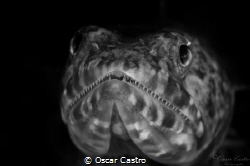 Sand Diver Fish.. At Veracruz Mexico by Oscar Castro 